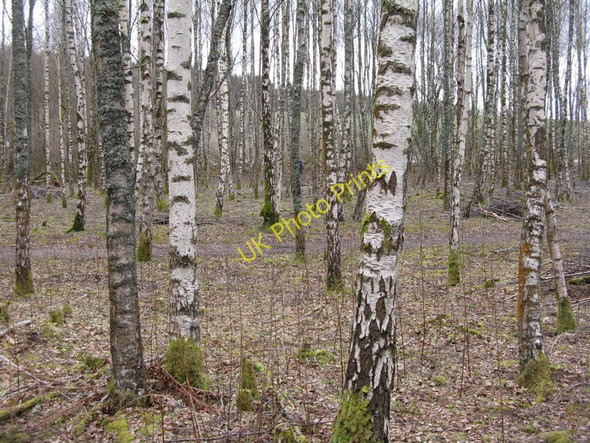 Photo 6"x4" Birches at Doune Ponds Doune\/NN7301 c2010