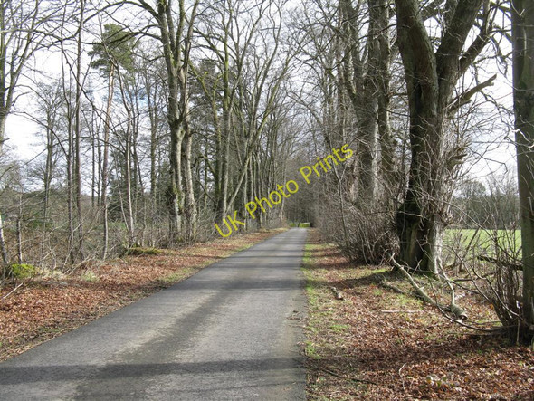 Photo 6"x4" Lime Avenue at Blair Drummond Blair Drummond c2010