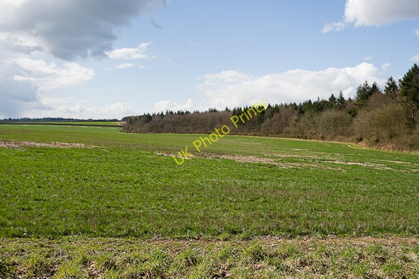 Photo 6"x4" Southern edge of Bottom Copse Dean\/SU5619 c2010