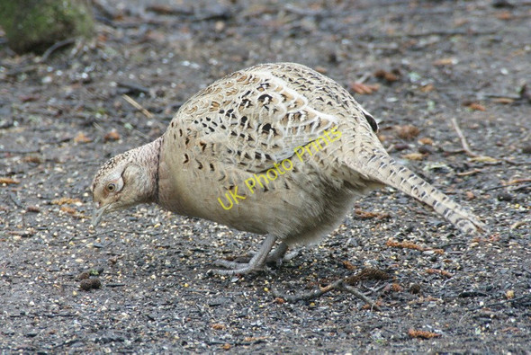 Photo 6"x4" Female Pheasant (Phasianus colchicus), Loch of the Lowes Birnam c2010