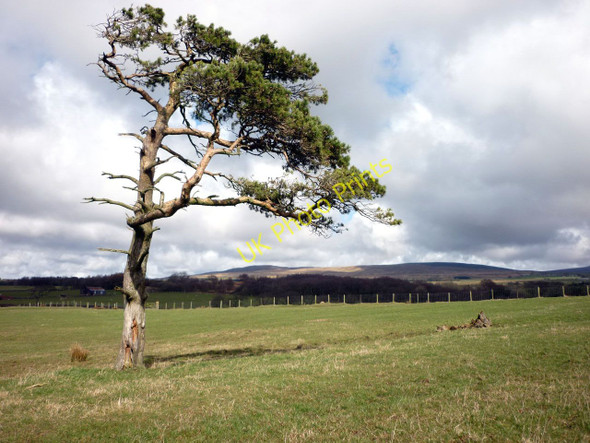 Photo 6"x4" Scots Pine above Damas Gill Hampson Green c2010