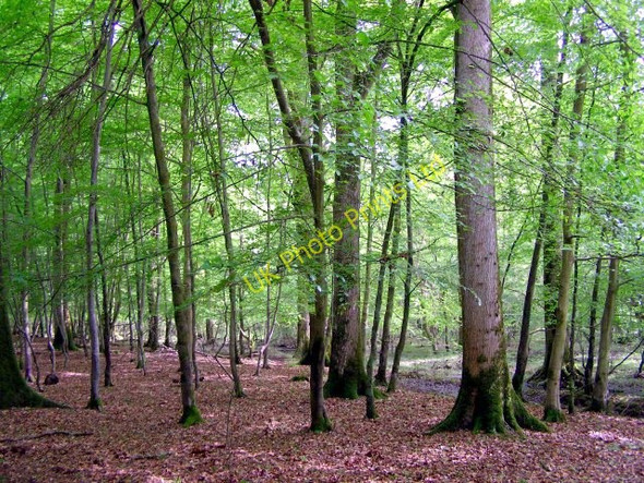Photo 6"x4" Spring woodland alongside the Lymington River, New Forest Balmerlawn c2006