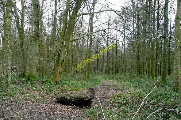 Photo 6"x4" Track in the woodland Ellisfield c2010