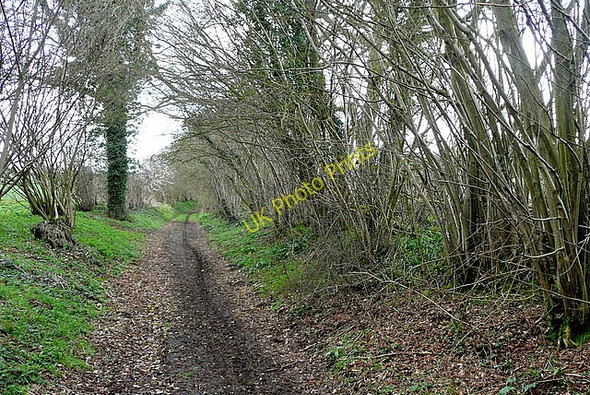 Photo 6"x4" Bridleway to Weston Common Nashes Green c2010