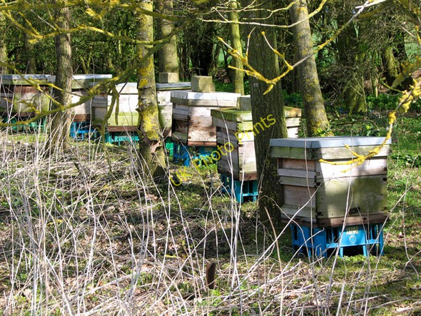 Photo 6"x4" Beehives in Road Green Silver Green c2010 P1