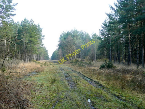 Photo 6"x4" Ripley Wood North Ripley c2010