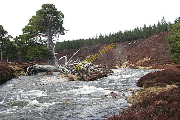 Photo 6"x4" Fallen Tree on Quoich Water Allanaquoich c2010