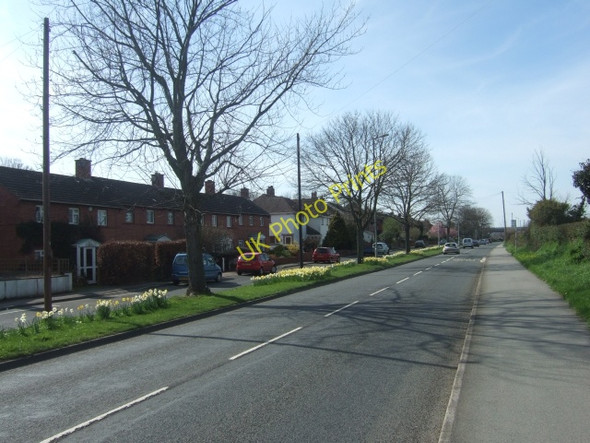 Photo 6"x4" Daffodils beside Exeter Road, Topsham Topsham c2010
