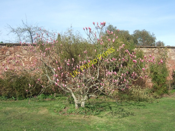 Photo 6"x4" Magnolia and old wall, County Hall Exeter c2010