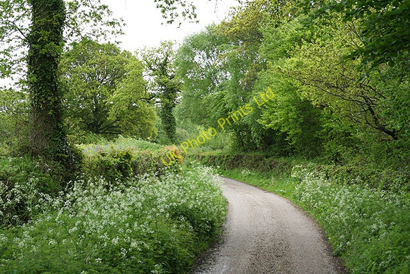 Photo 6"x4" Clayhidon: lane from Lilycombe Cross Carlingwark c2006