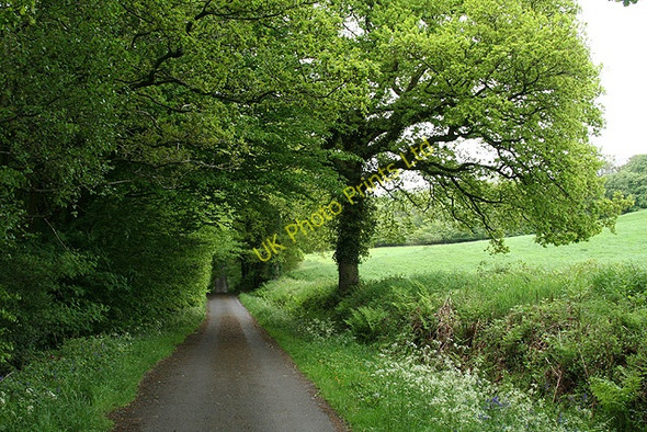 Photo 6"x4" Churchstanton: lane to Biscombe Biscombe c2006