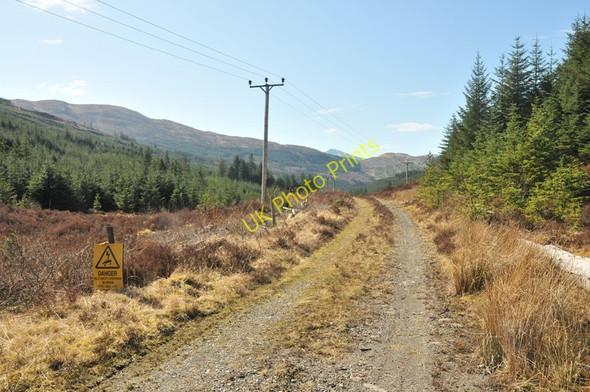 Photo 6"x4" Glen Righ Glen Righ Forest c2010