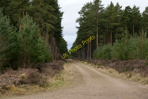 Photo 6"x4" Forest track, near Cloddymoss, Culbin Forest Cloddymoss c2010