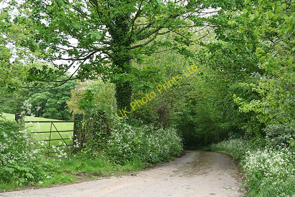 Photo 6"x4" Churchstanton: lane to Court Farm Burnworthy c2006