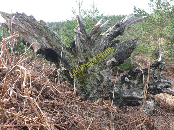 Photo 6"x4" Fallen Tree Millfield\/NO4896 c2010