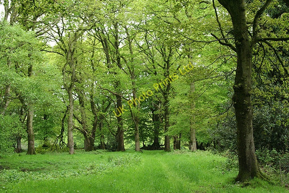 Photo 6"x4" Churchstanton: Ringdown Nature Reserve Burnworthy c2006