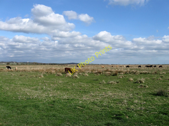 Photo 6"x4" Six Acre Marsh Hailsham c2010