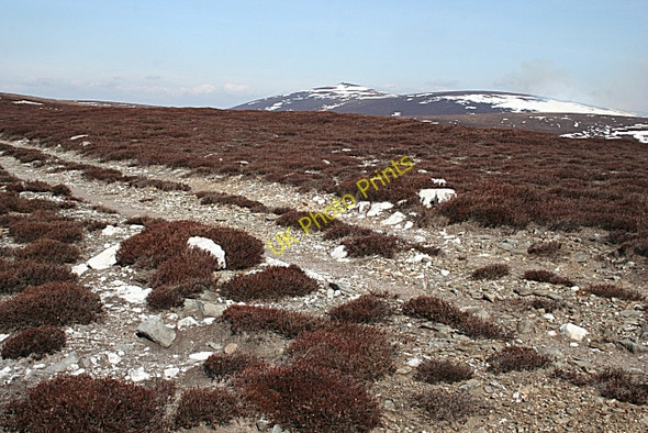 Photo 6"x4" White Quartz, White Snow Glenlaff Hill c2010