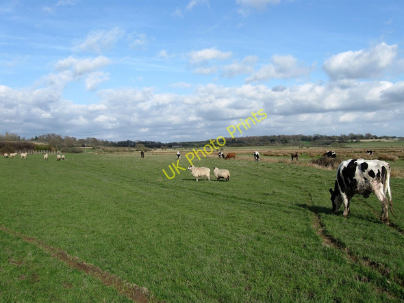 Photo 6"x4" Little Furlong Golden Cross\/TQ6310 c2010
