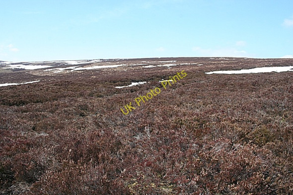 Photo 6"x4" Heather Moor Dun Mount c2010
