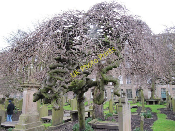 Photo 6"x4" Squiggly branches Craigie\/NO4231 c2010