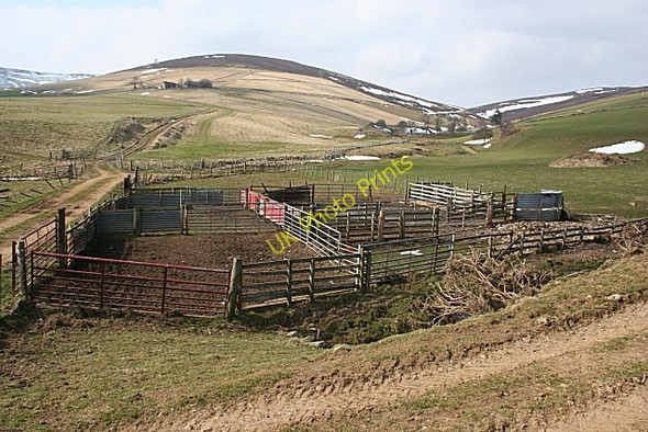 Photo 6"x4" Sheep Pens Rinmore c2010