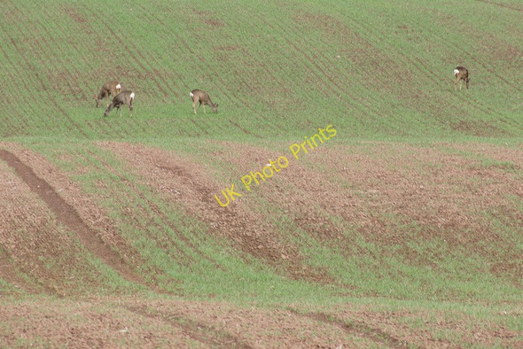 Photo 6"x4" Roe Deer (Capreolus capreolus), Stanley Stanley\/NO1033 c2010