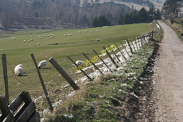 Photo 6"x4" Sheep at Rinmore Rinmore c2010