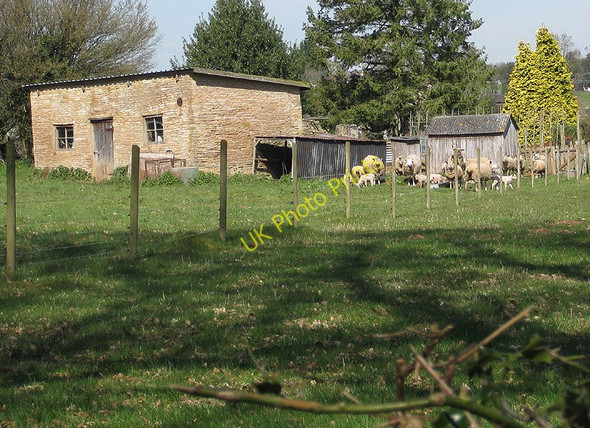 Photo 6"x4" Small flock, Gorsley Gorsley Common c2010