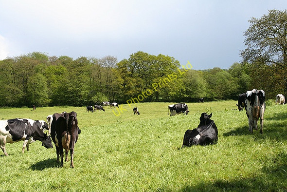 Photo 6"x4" Clayhidon: near Burcombe Farm Bolham Water c2006