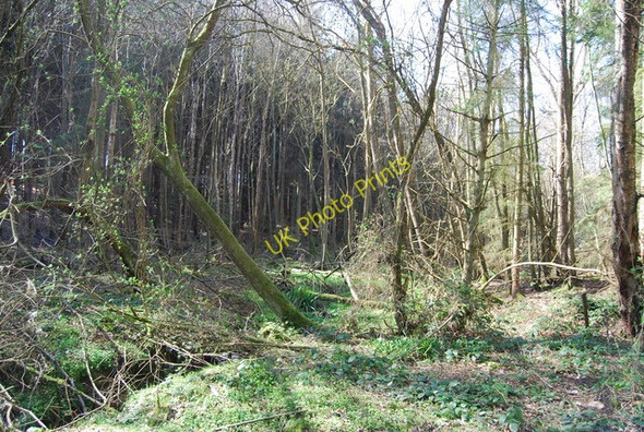 Photo 6"x4" Wooded stream, Angley Wood Flishinghurst c2010