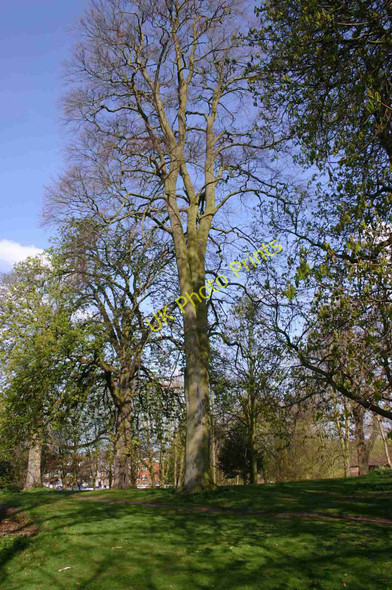 Photo 6"x4" Priory Park, Warwick Warwick c2010