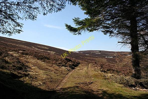 Photo 6"x4" Emerging from the Forest Kildrummy c2010