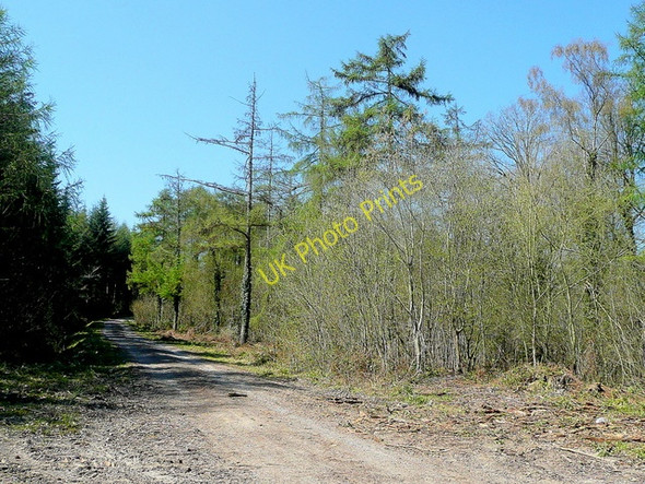 Photo 6"x4" Track in Newent Woods Clifford's Mesne c2010