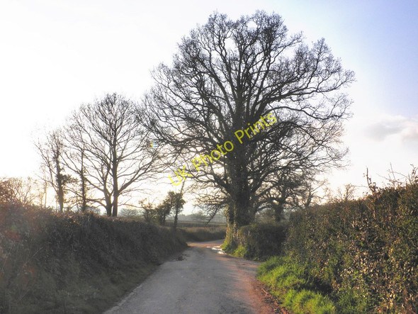 Photo 6"x4" Tree-lined lane, near Gribbles Aunk c2010