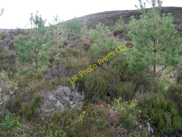 Photo 6"x4" Regenerating pine forest, Glen Affric Doire Damh\/NH1920 c2006