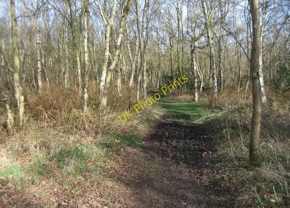 Photo 6"x4" Bridleway across Upper Bucklebury Common Thatcham c2009