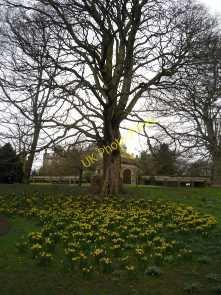 Photo 6"x4" Daffodils in the valley gardens Harrogate c2010