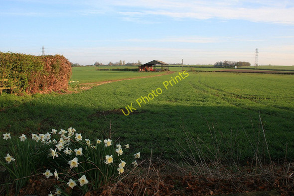 Photo 6"x4" Daffodils and Barn Hermitage Green c2010