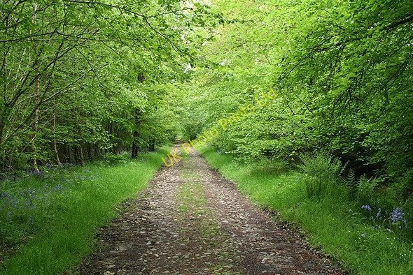 Photo 6"x4" Churchstanton: Trickey Warren Lane Burnworthy c2006