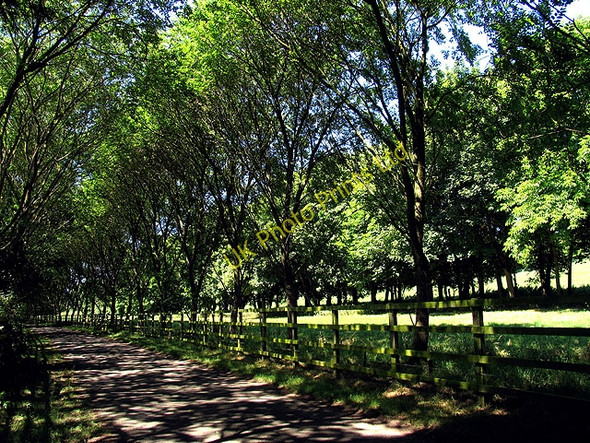 Photo 6"x4" Thames Path: Whitchurch-on-Thames Lower Basildon c2005