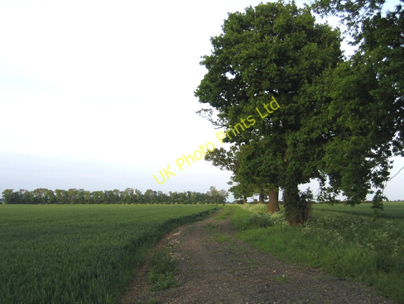 Photo 6"x4" Oak-lined farm track, Deadman's Cross, Beds Deadman's Cross c2006
