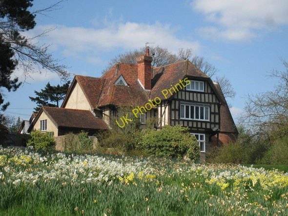 Photo 6"x4" Daffodils near Hethe Place Cowden\/TQ4640 c2010