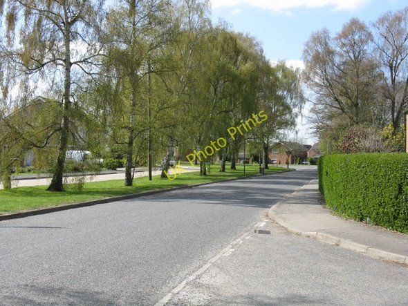 Photo 6"x4" Elm - Gosmoor Lane, looking west Elm c2010