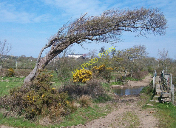 Photo 6"x4" Wind sculptured tree, ford and footbridge on the track north of Abererch Sands Pwllheli c2010
