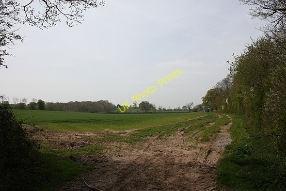 Photo 6"x4" The edge of The Thistles Hardwick Green c2010