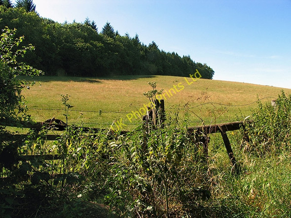 Photo 6"x4" Withy Shaw Wood Collins End c2005
