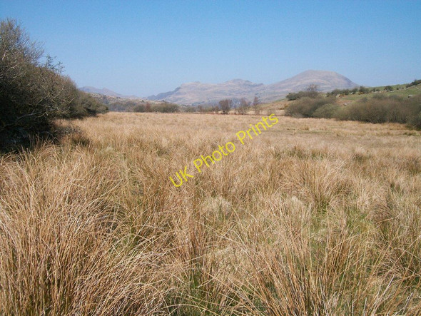 Photo 6"x4" Reedbeds on the valley floor Dolbenmaen c2010