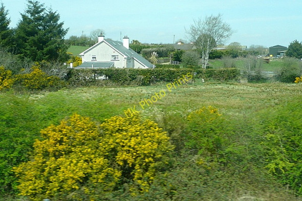 Photo 6"x4" Grazing at Harristown Taghmon c2010