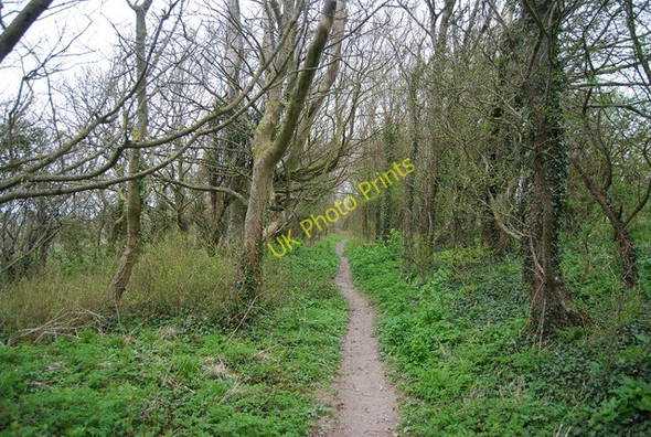 Photo 6"x4" Bridleway heading south to the South Downs escarpment West Firle c2010